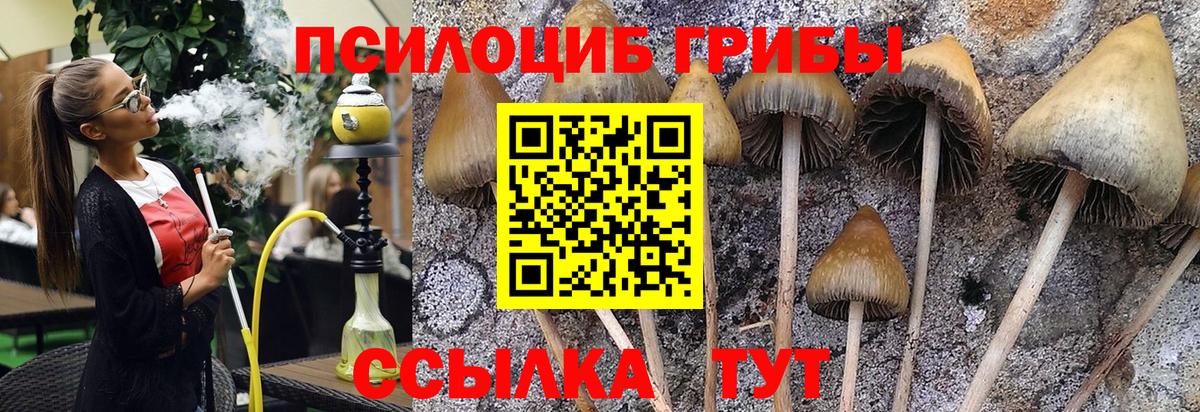 Нижнеудинск  Псилоцибиновые грибы Cubensis  Вход с VPN 